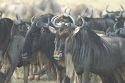 Kenya wildlife safari packages